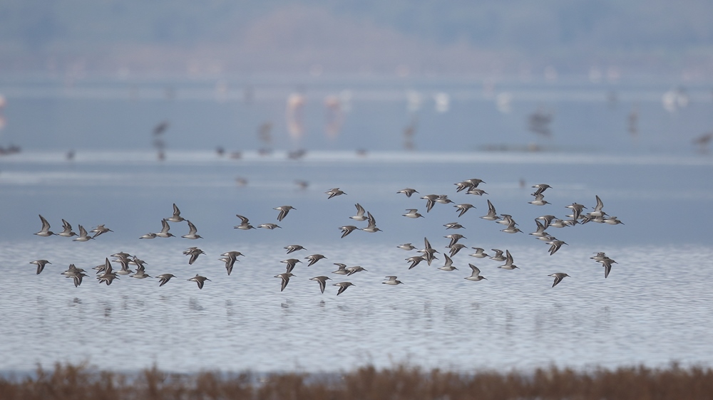 Dunlin