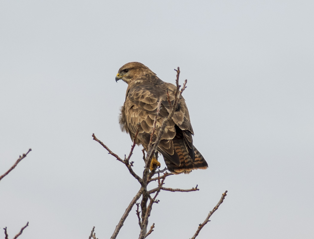 Common Buzzard