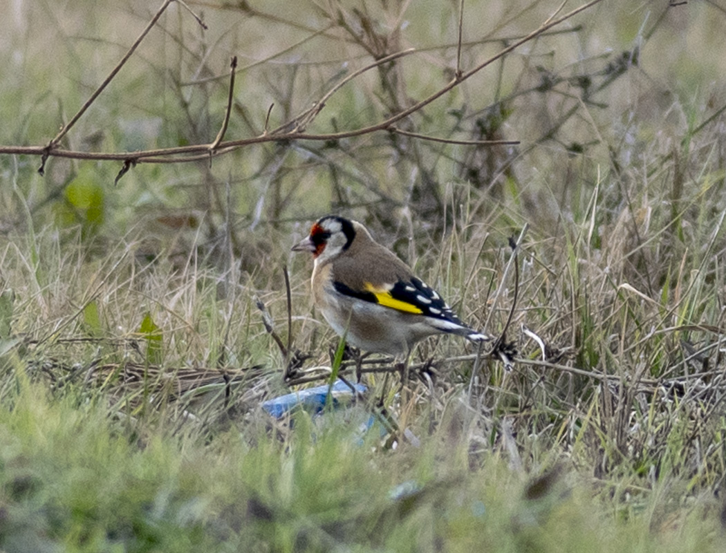 European Goldfinch