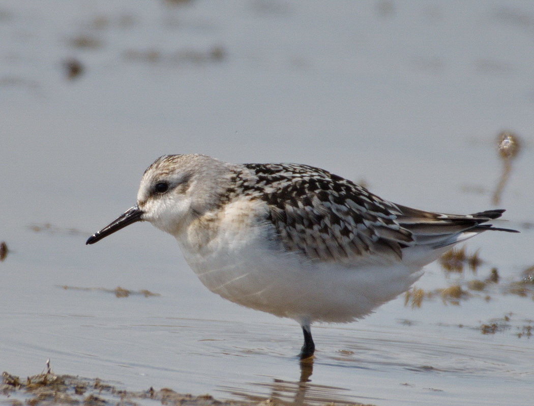Sanderling