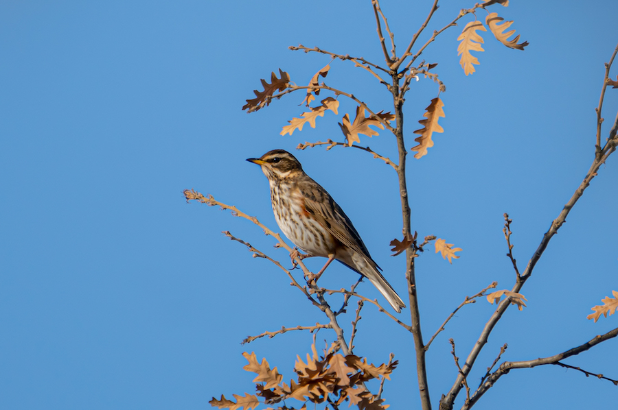 Redwing