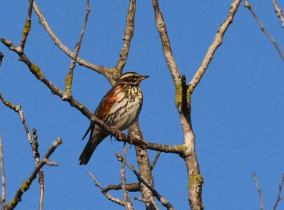 Redwing