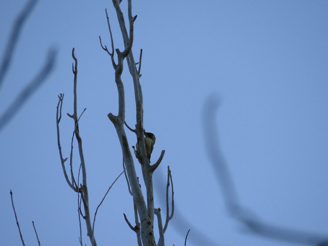 European Green Woodpecker