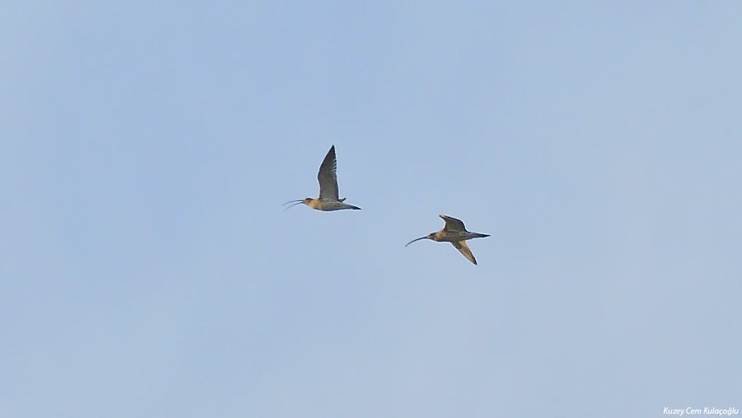Eurasian Curlew