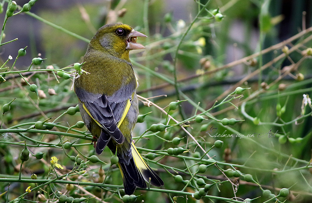 European Greenfinch