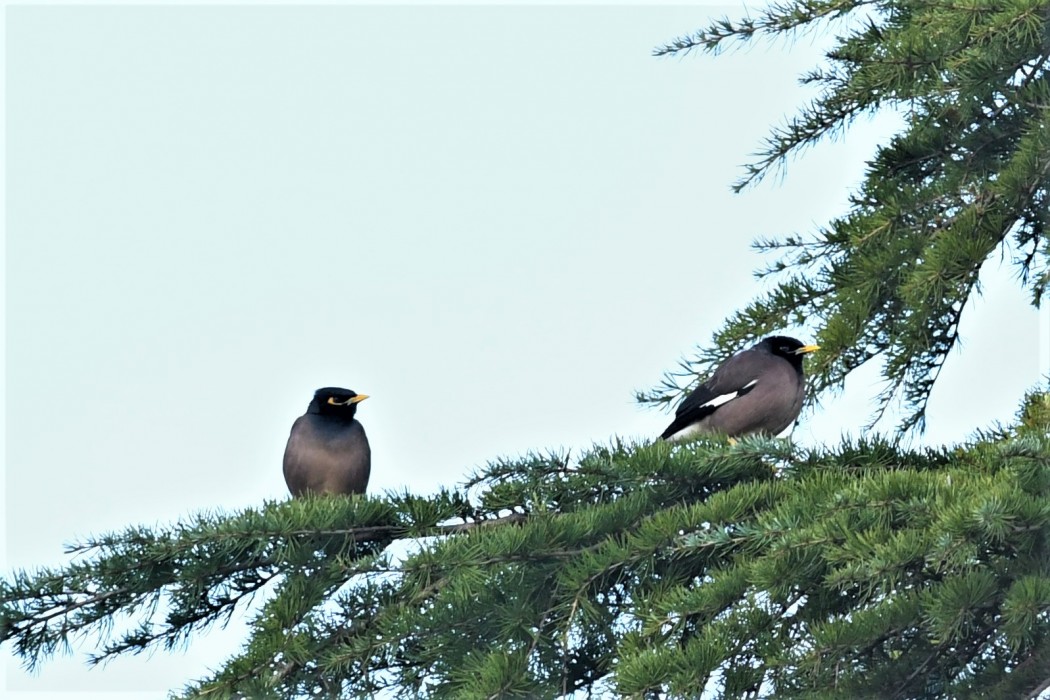 Common Myna