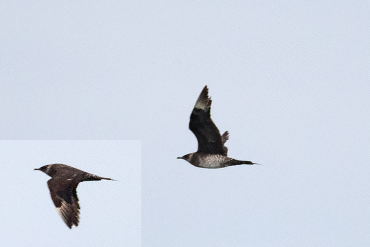 Parasitic Jaeger