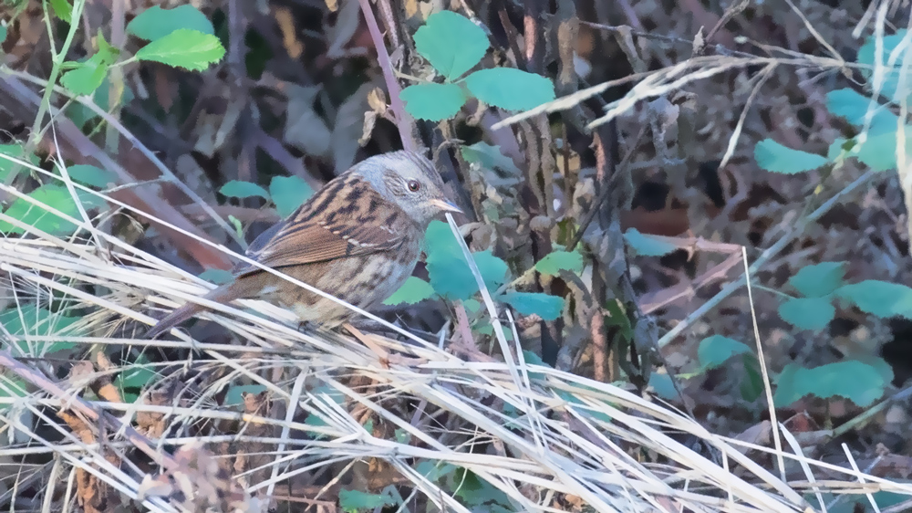 Dunnock
