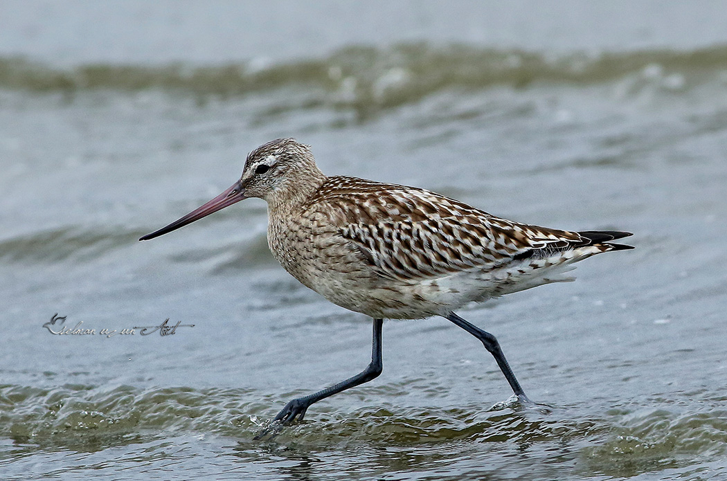 Bar-tailed Godwit