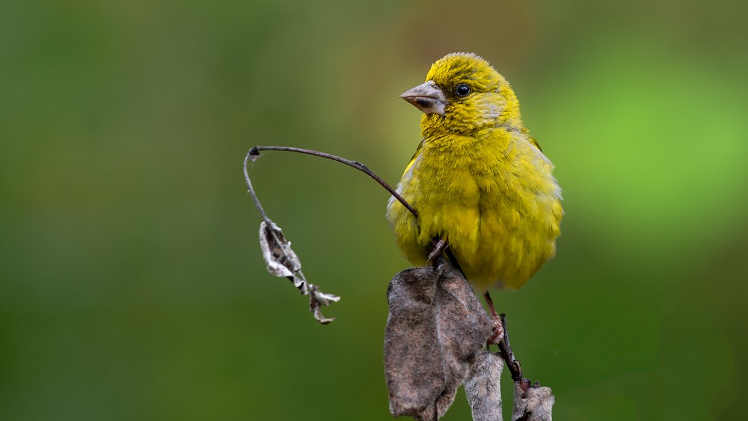 European Greenfinch