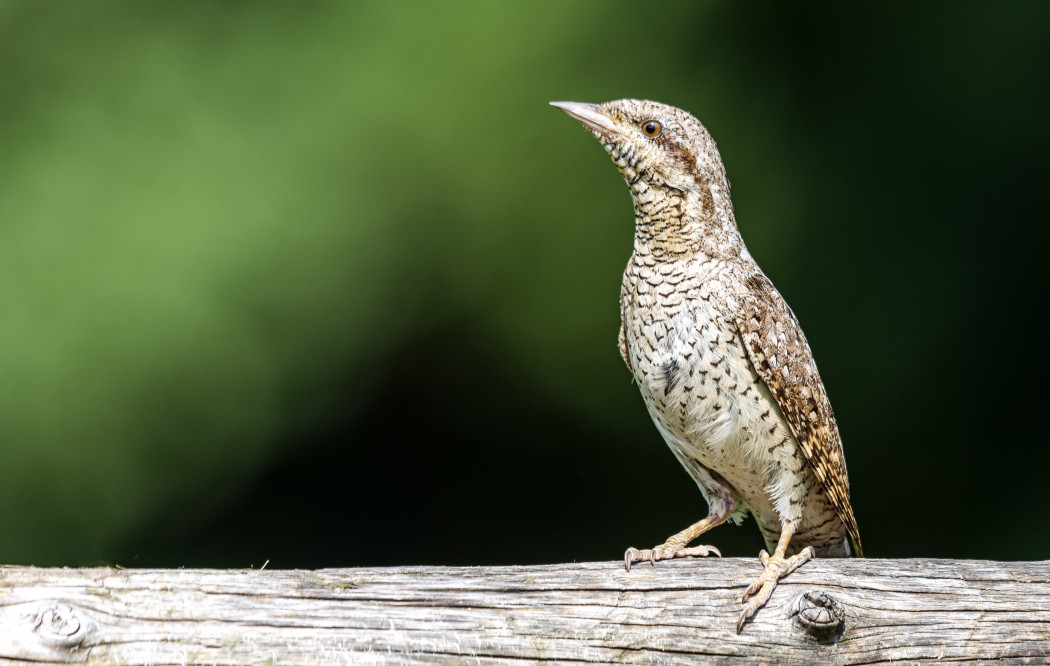 Eurasian Wryneck