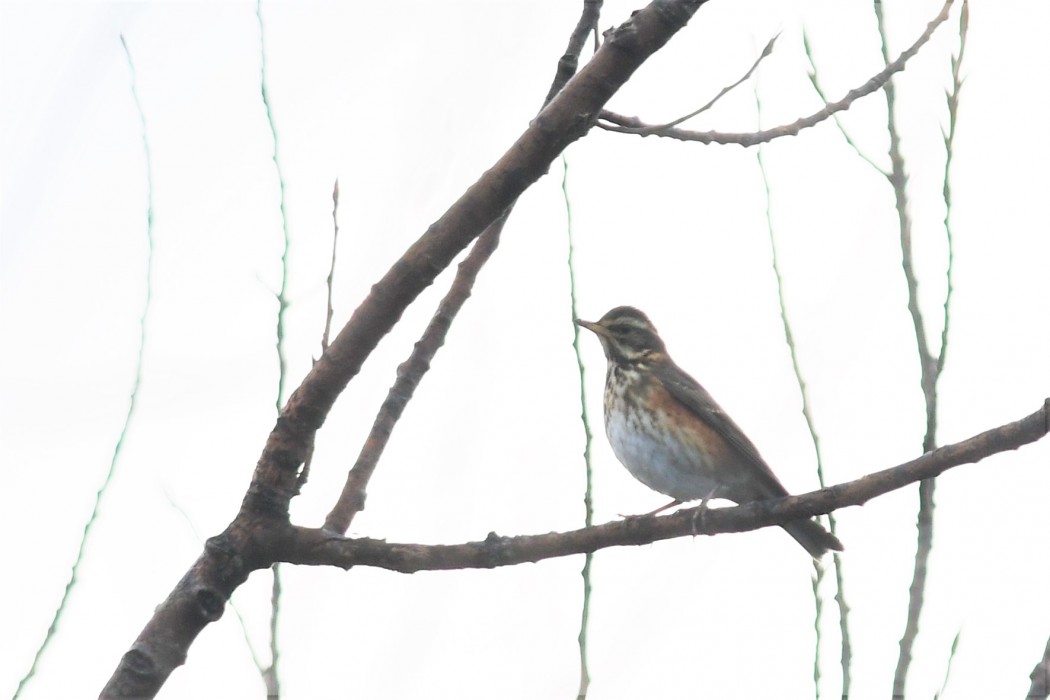 Redwing