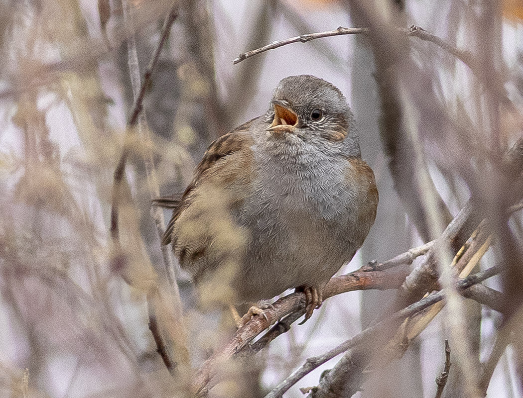 Dunnock