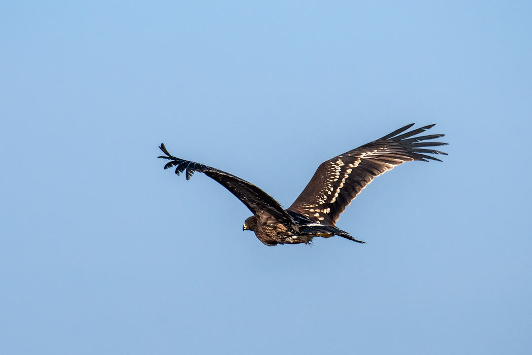 Greater Spotted Eagle
