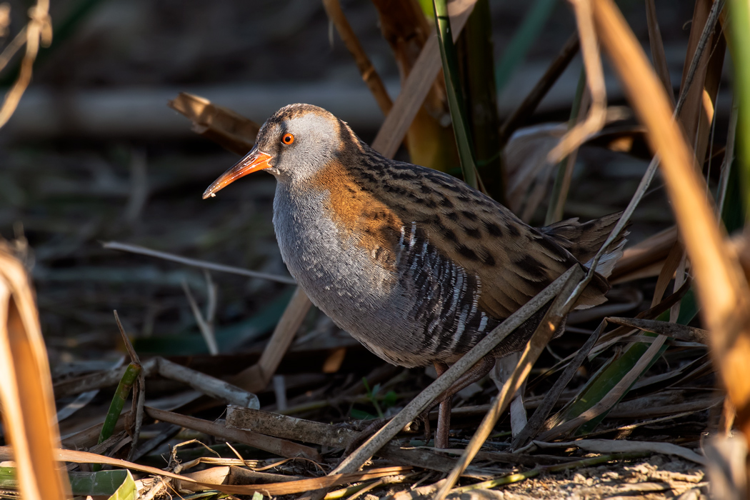 Water Rail