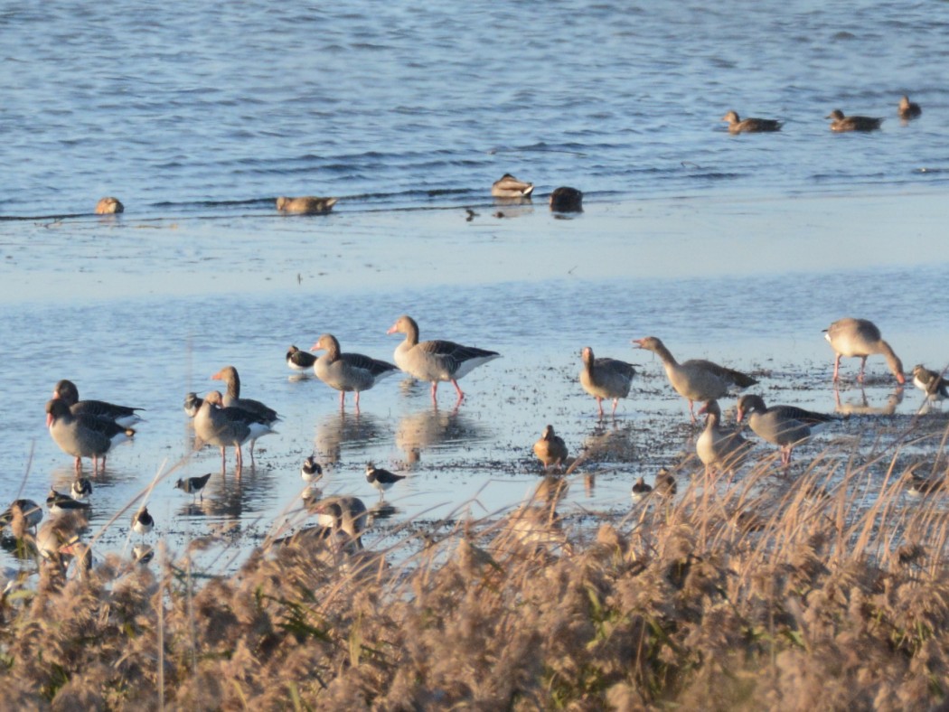 Greylag Goose