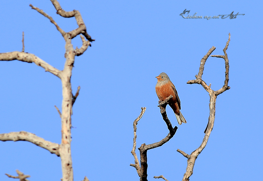 Cretzschmar`s Bunting