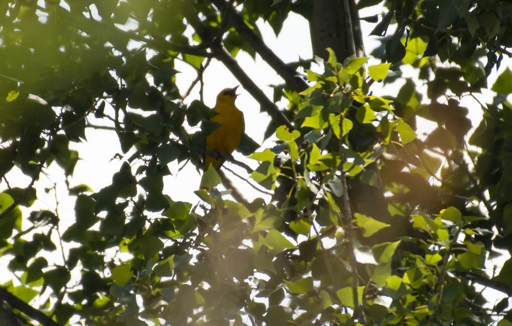 Eurasian Golden Oriole