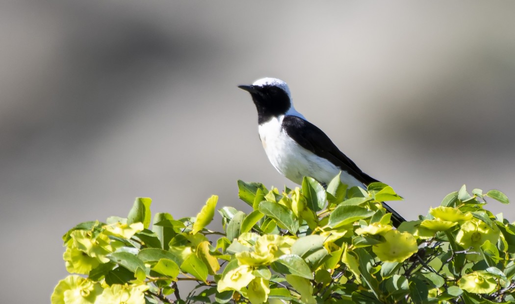 Black-eared Wheatear
