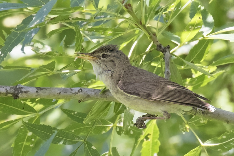 Marsh Warbler