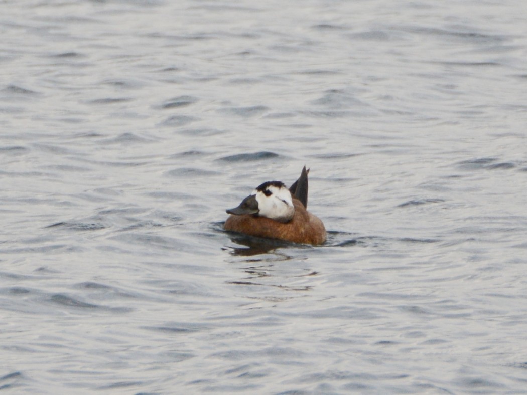 White-headed Duck