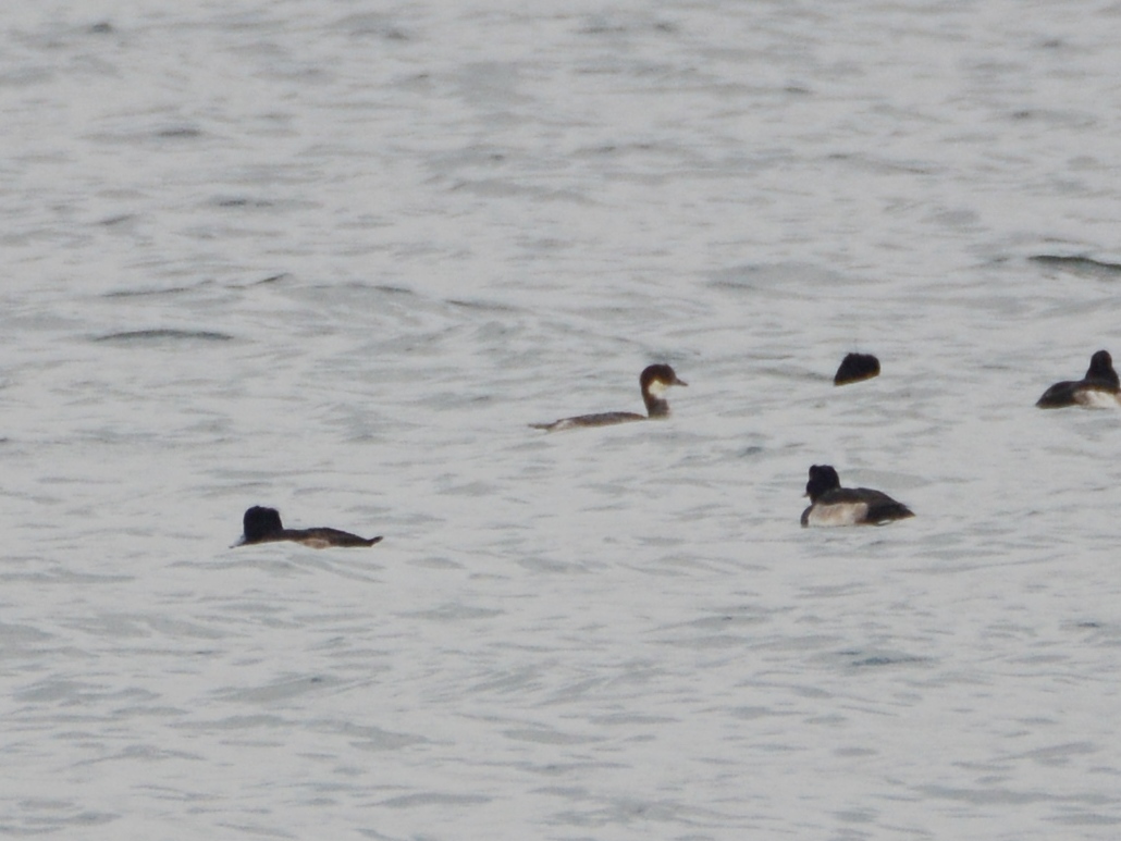 Smew