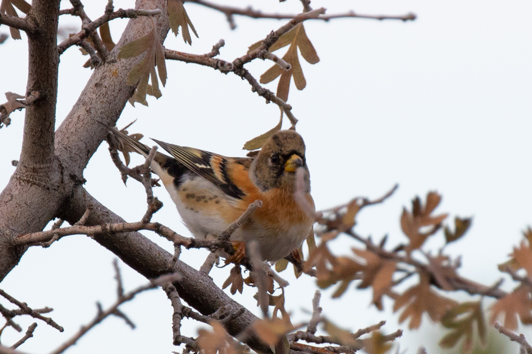 Brambling