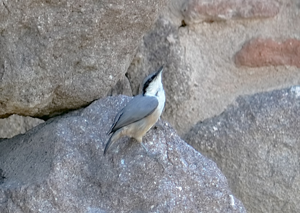 Western Rock Nuthatch
