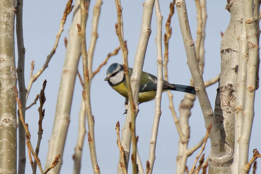 Eurasian Blue Tit