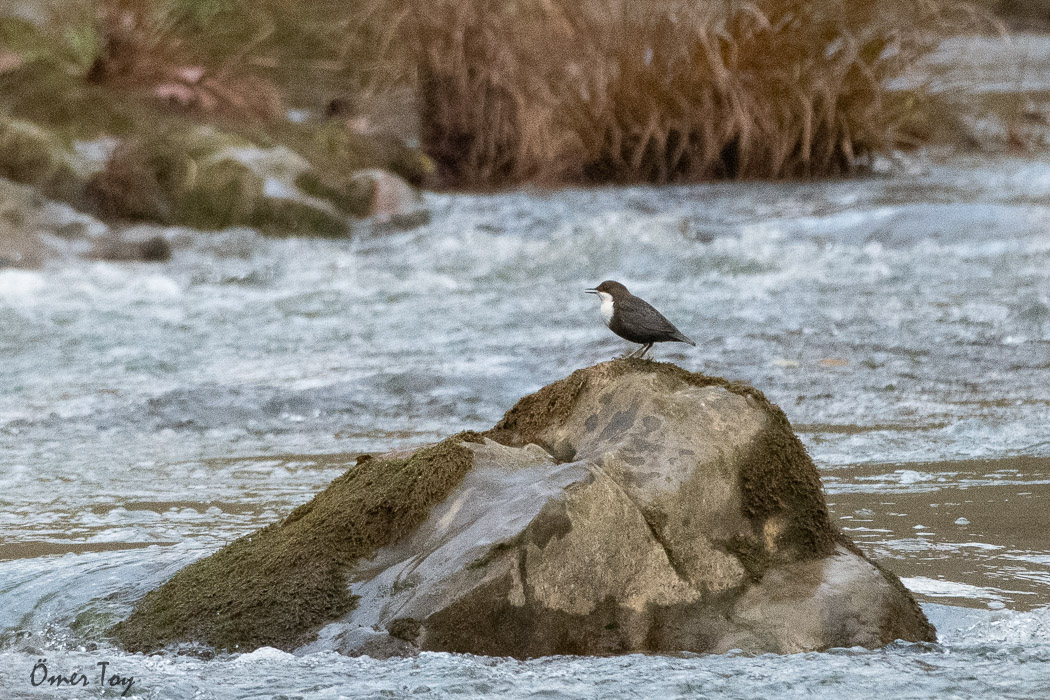 White-throated Dipper