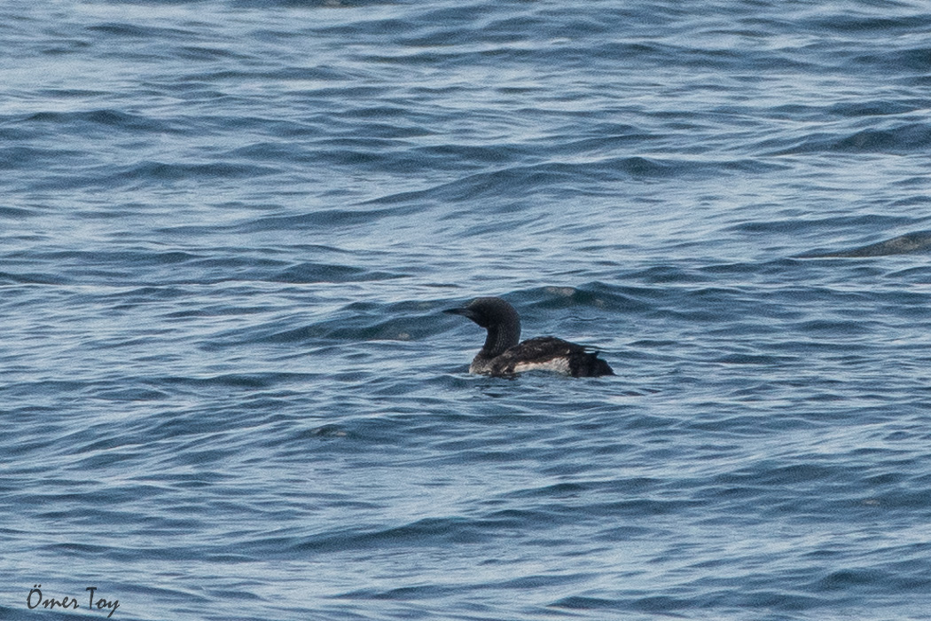 Black-throated Loon