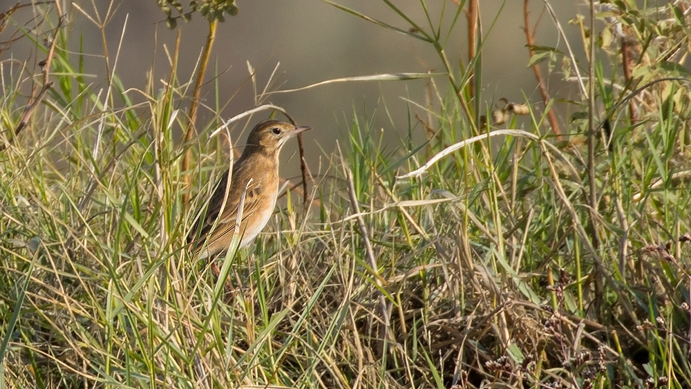 Blyth`s Pipit