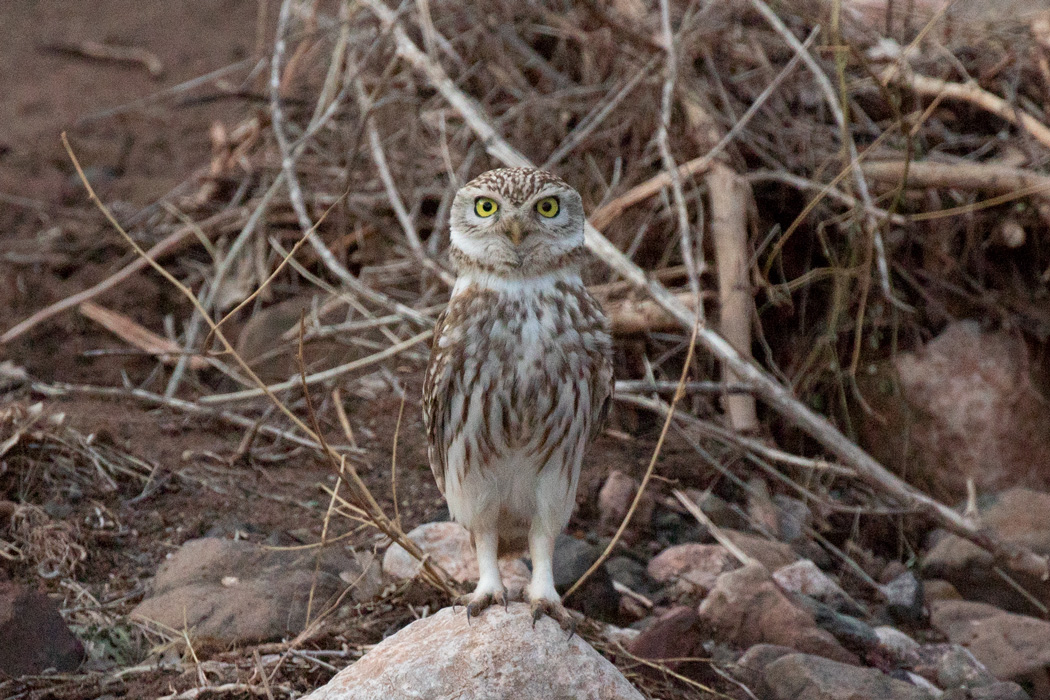 Little Owl