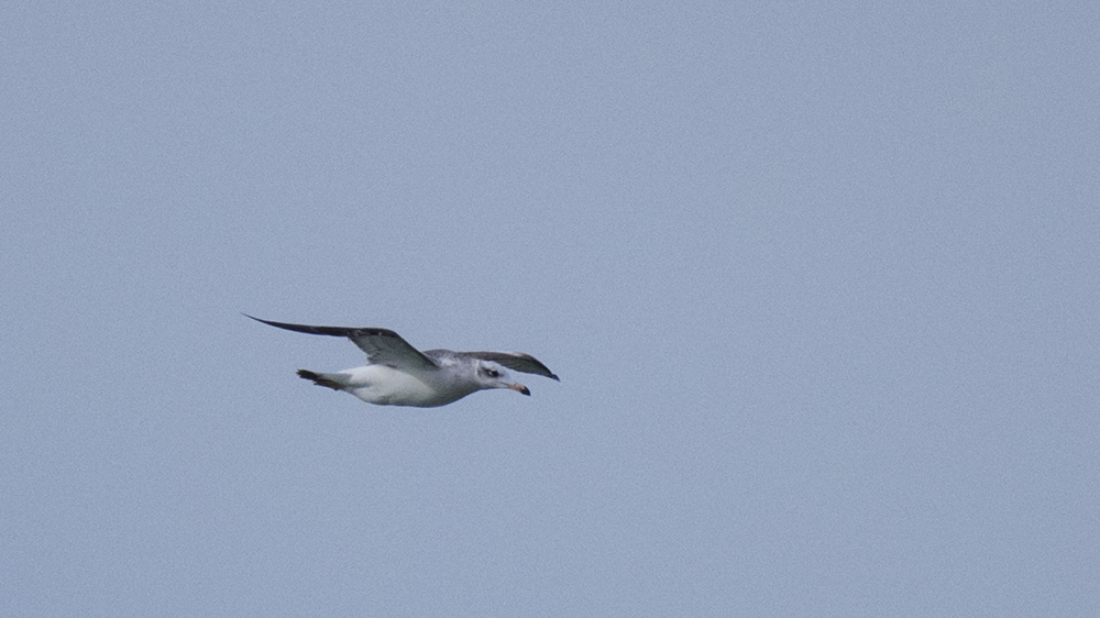 Pallas`s Gull