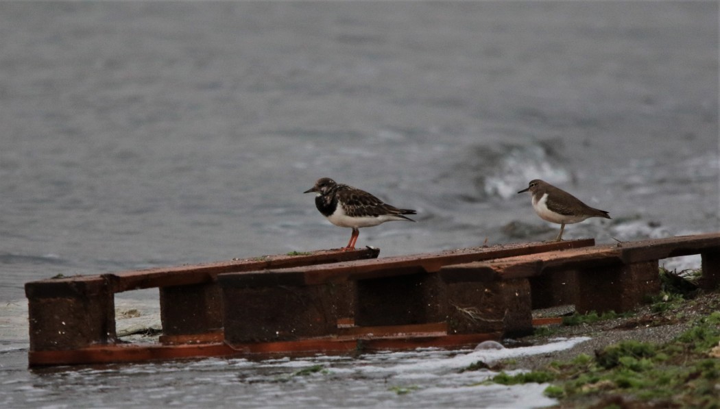 Ruddy Turnstone