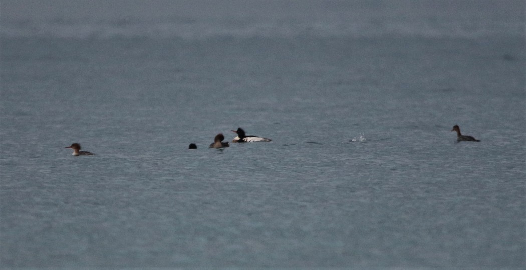 Red-breasted Merganser