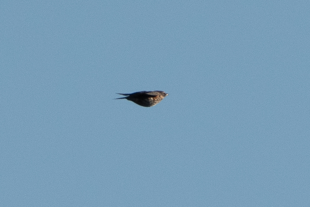 Redwing