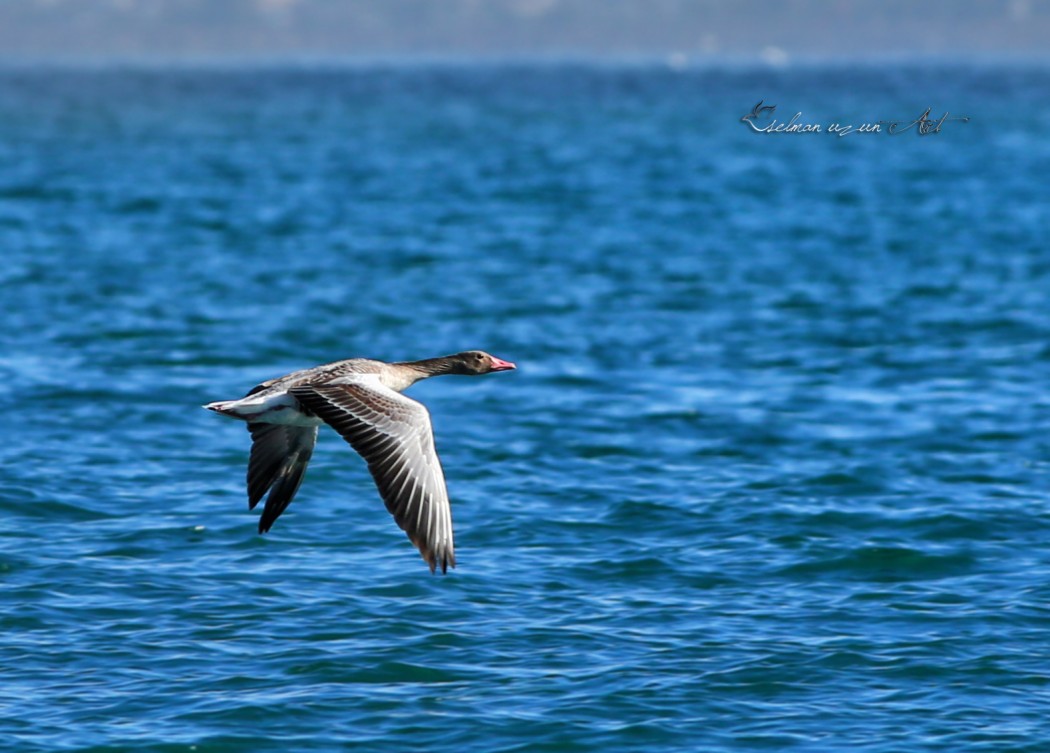 Greylag Goose