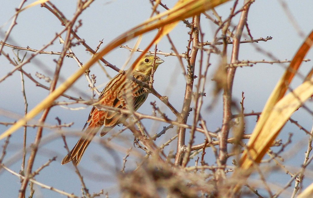Yellowhammer