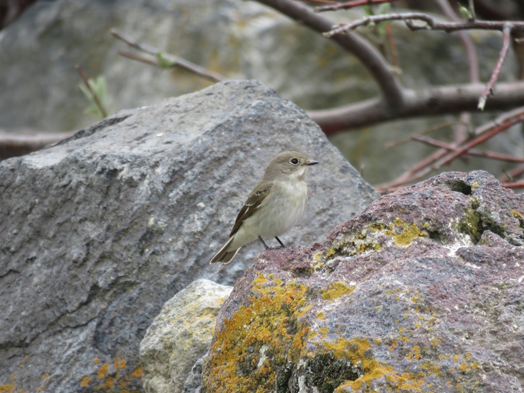 Semicollared Flycatcher