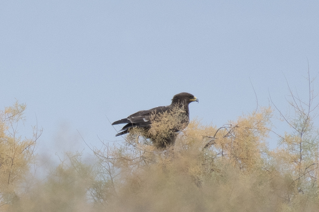 Greater Spotted Eagle