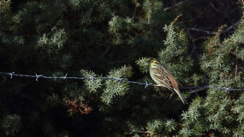 Yellowhammer