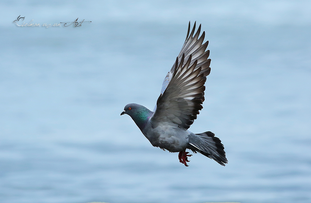 Rock Dove
