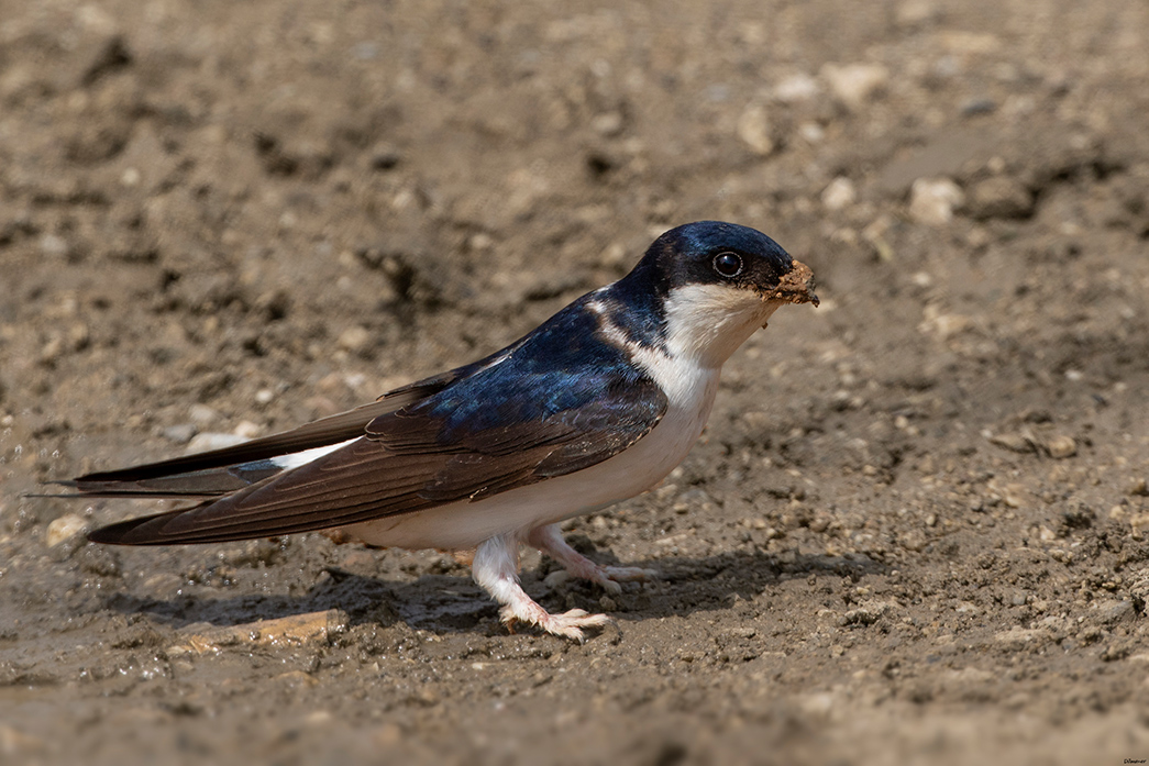 Western House Martin
