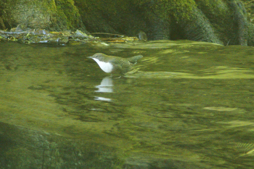 White-throated Dipper