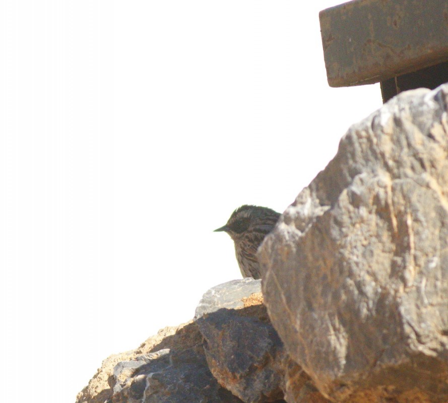 Radde`s Accentor