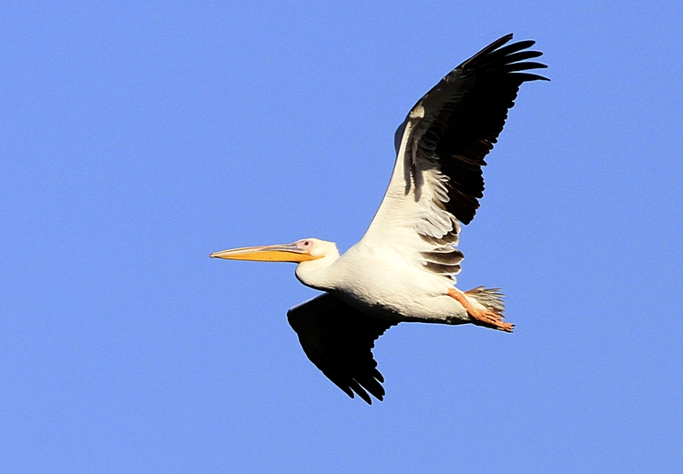 Ak Pelikan