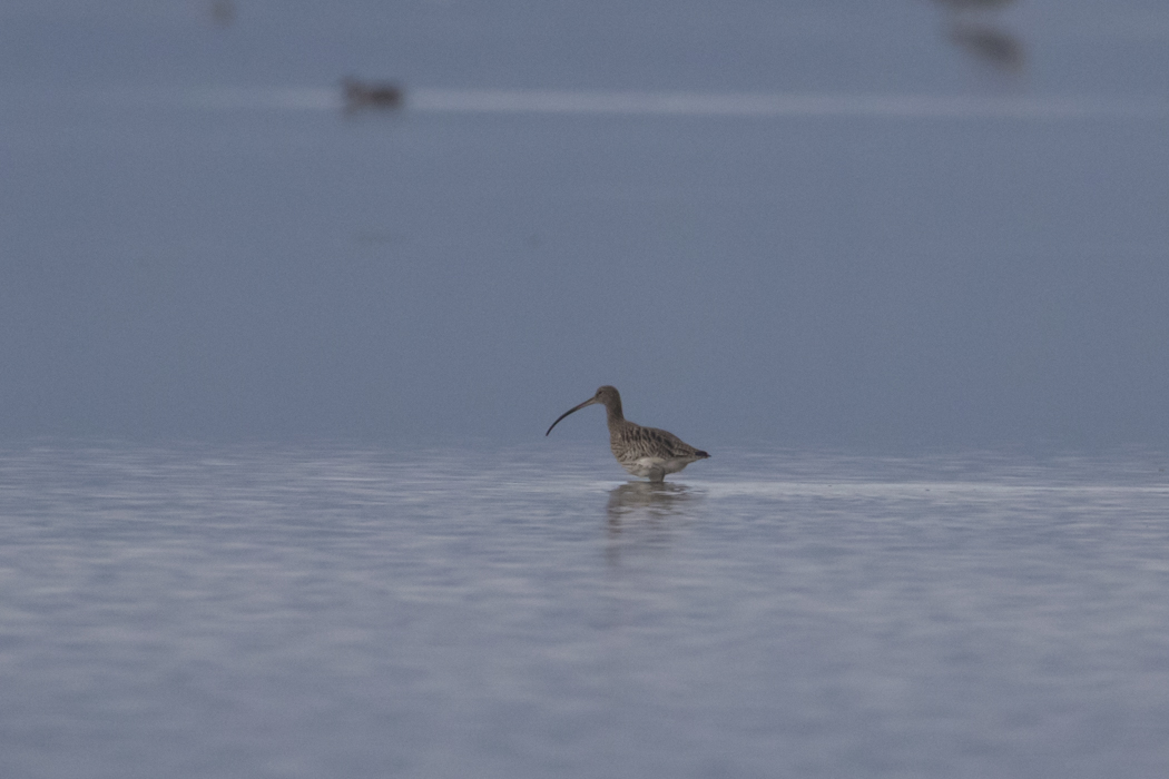 Eurasian Curlew