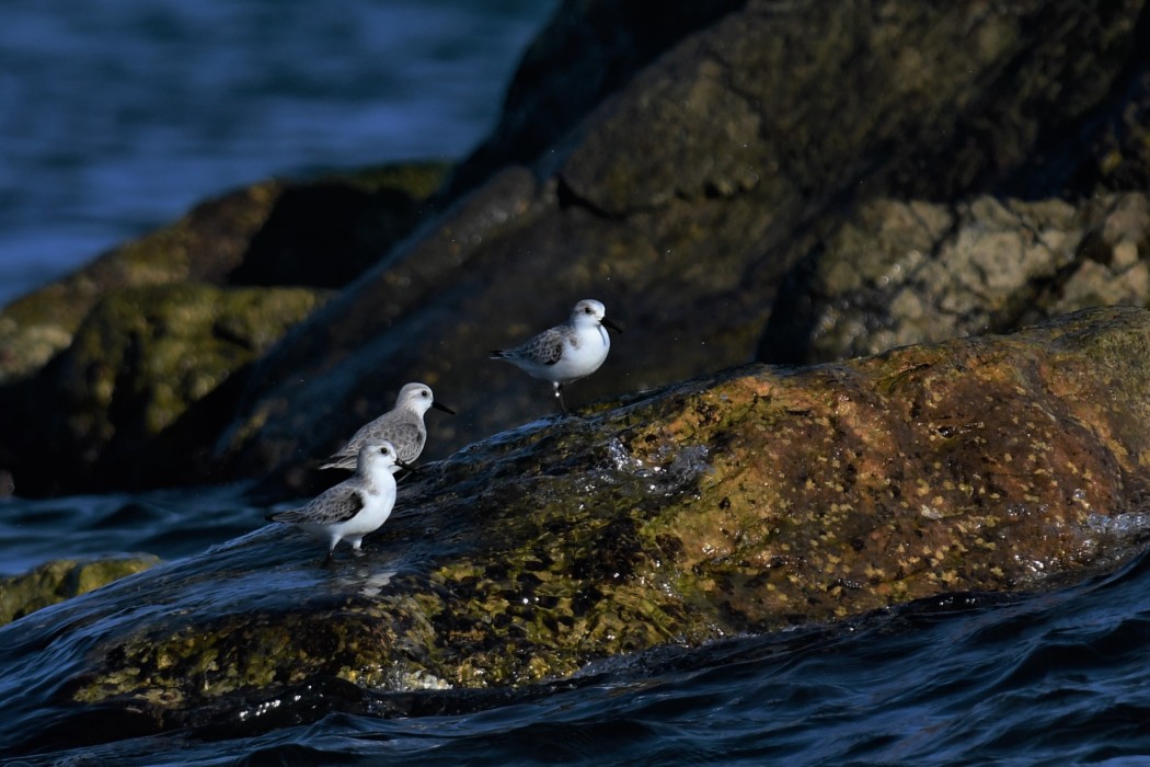 Sanderling