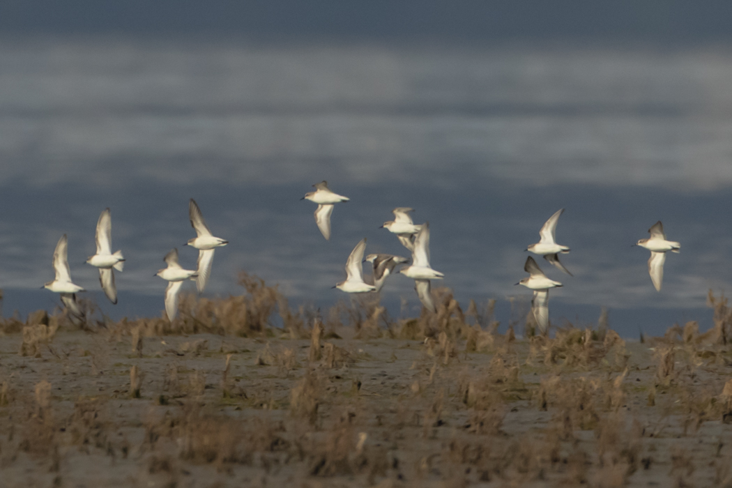 Sanderling